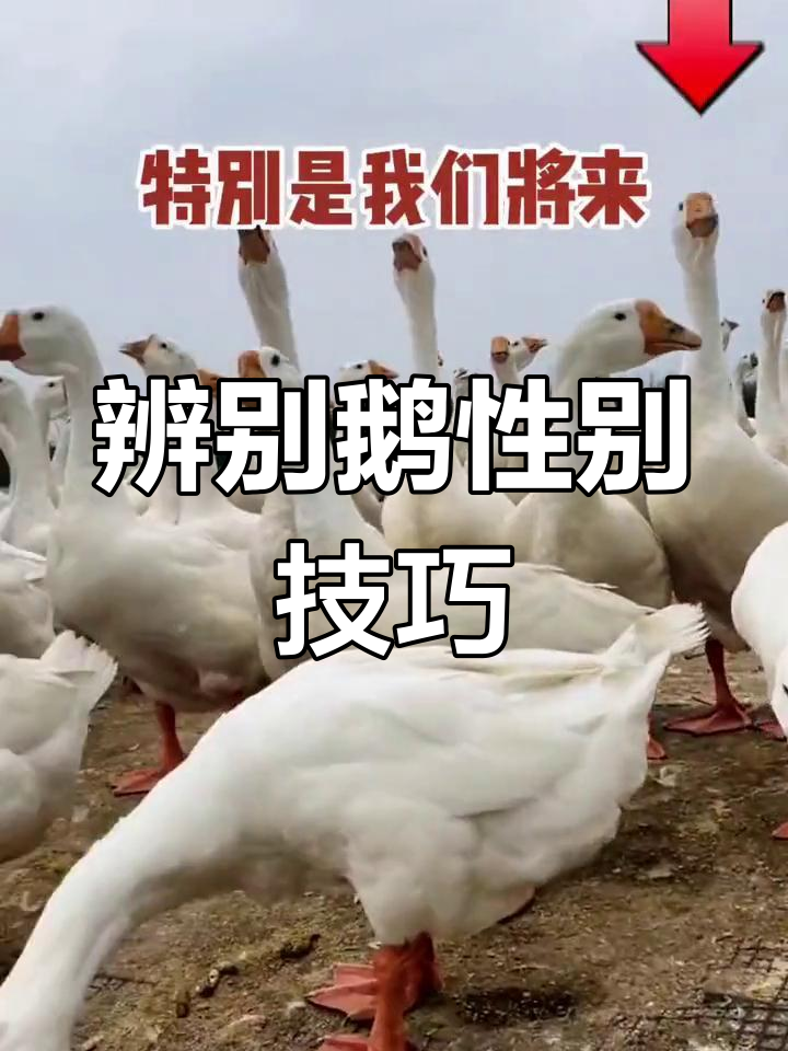 如何快速鉴别鹅的公母