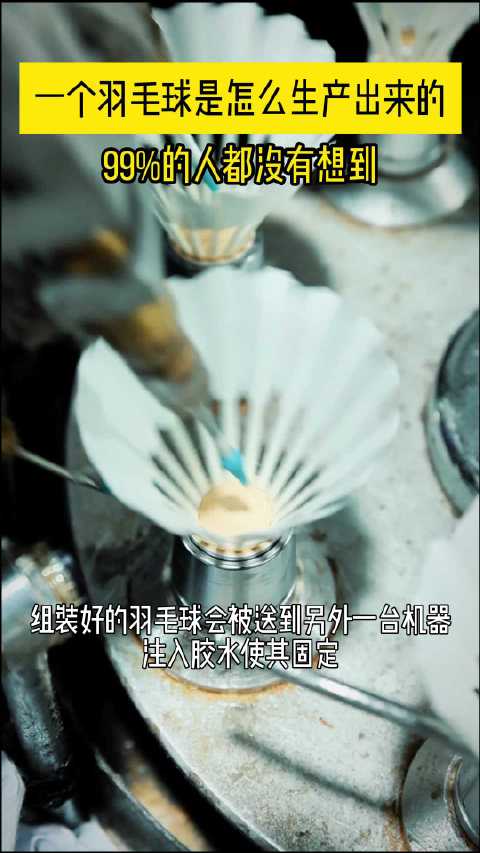 一只鹅又能做几个羽毛球?答案也许出乎你预料 羽毛球制造对羽毛的要求极高,每只成年质鹅身上最