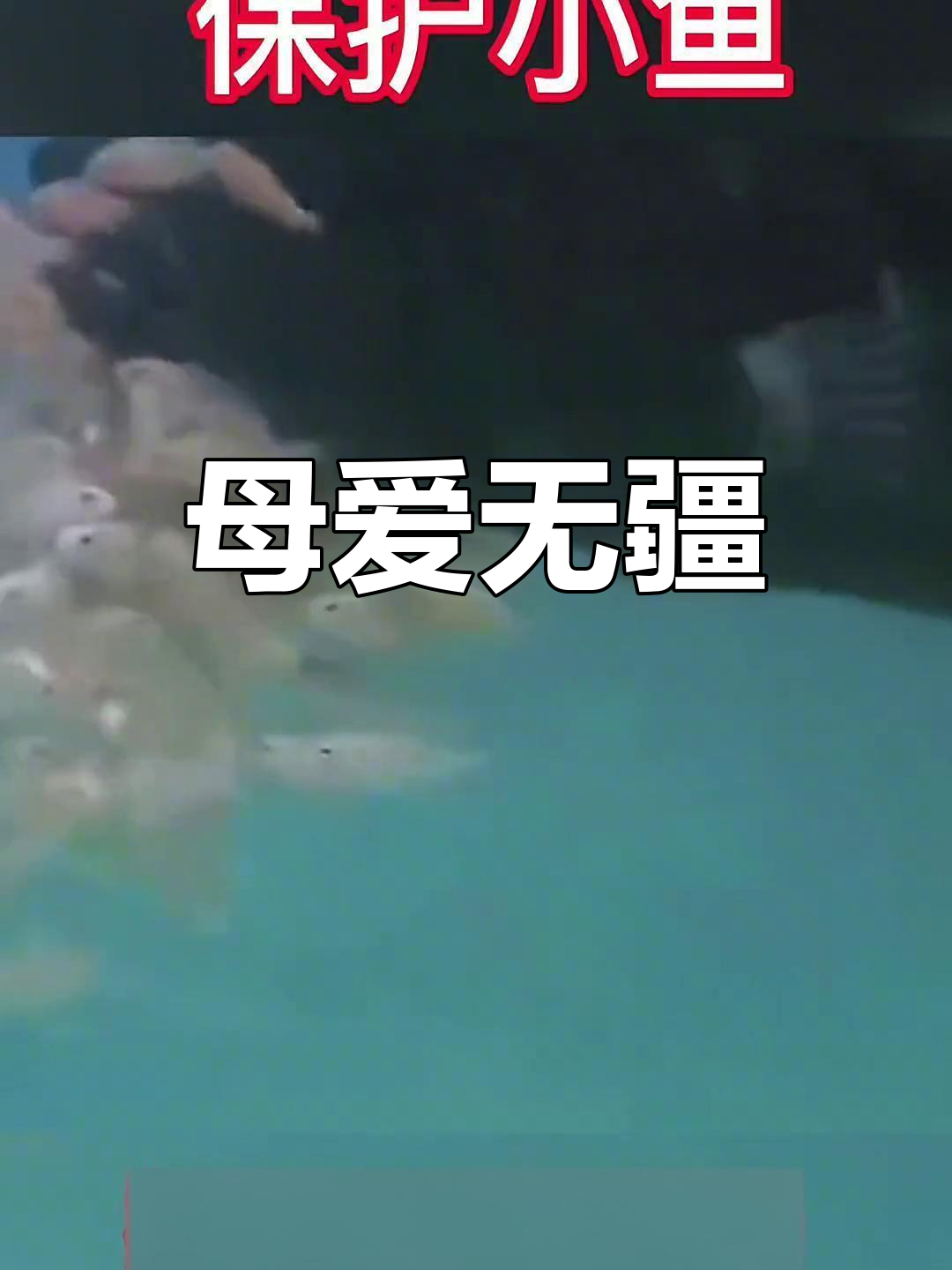 慈鲷鱼:保护小鱼的神奇母亲