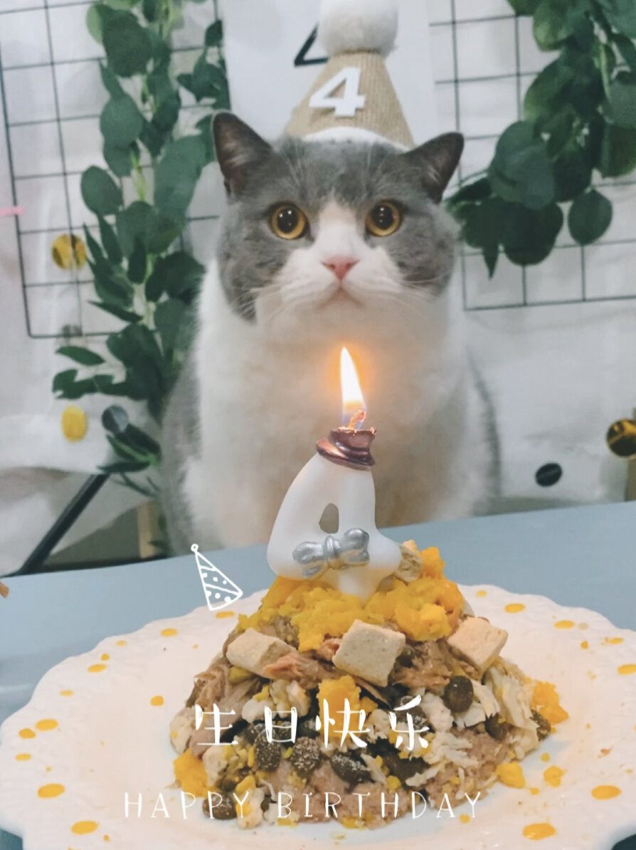 祝我的小猫咪,生日快乐