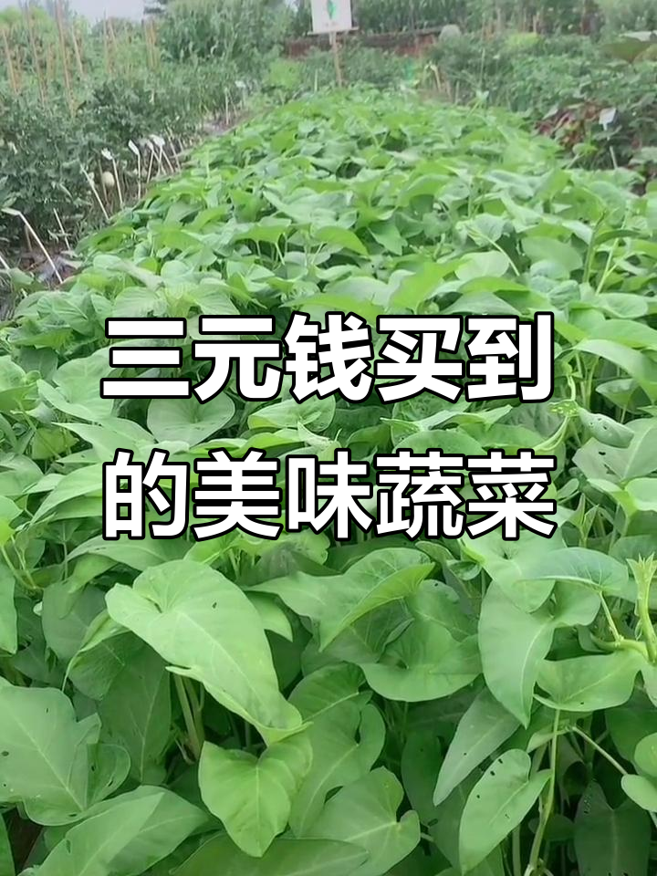 四川藤藤菜:土里生,三块钱一斤,吃了让人笑开怀