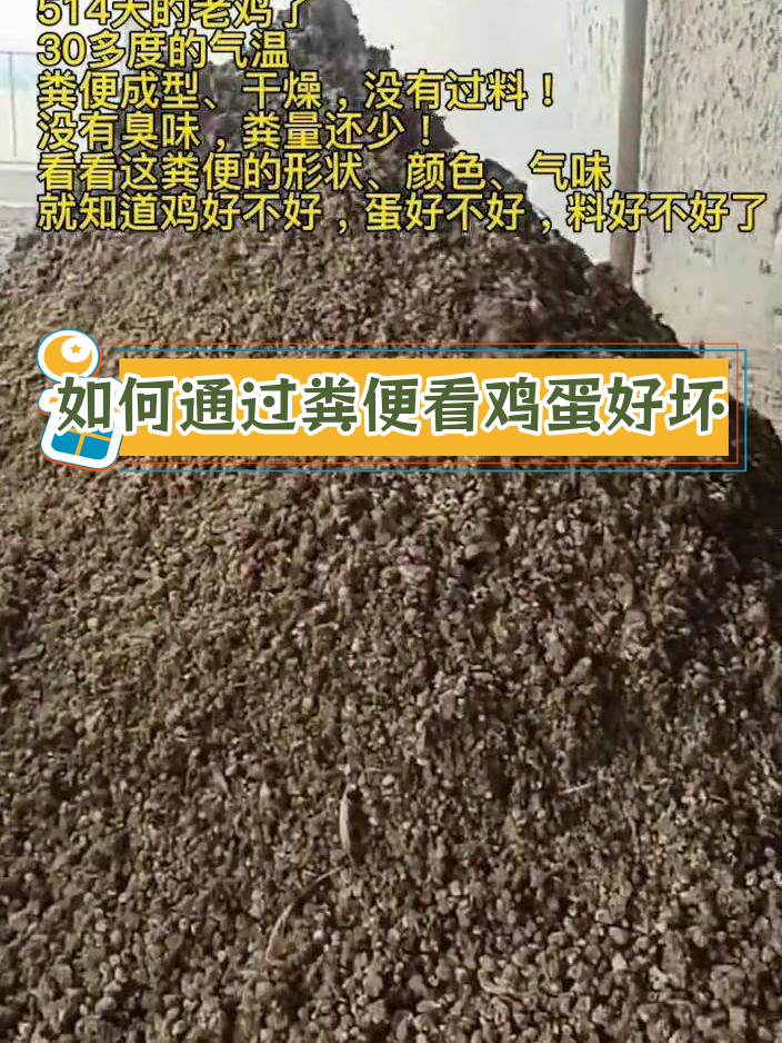 夏季500天蛋鸡粪便分析,如何判断饲料质量