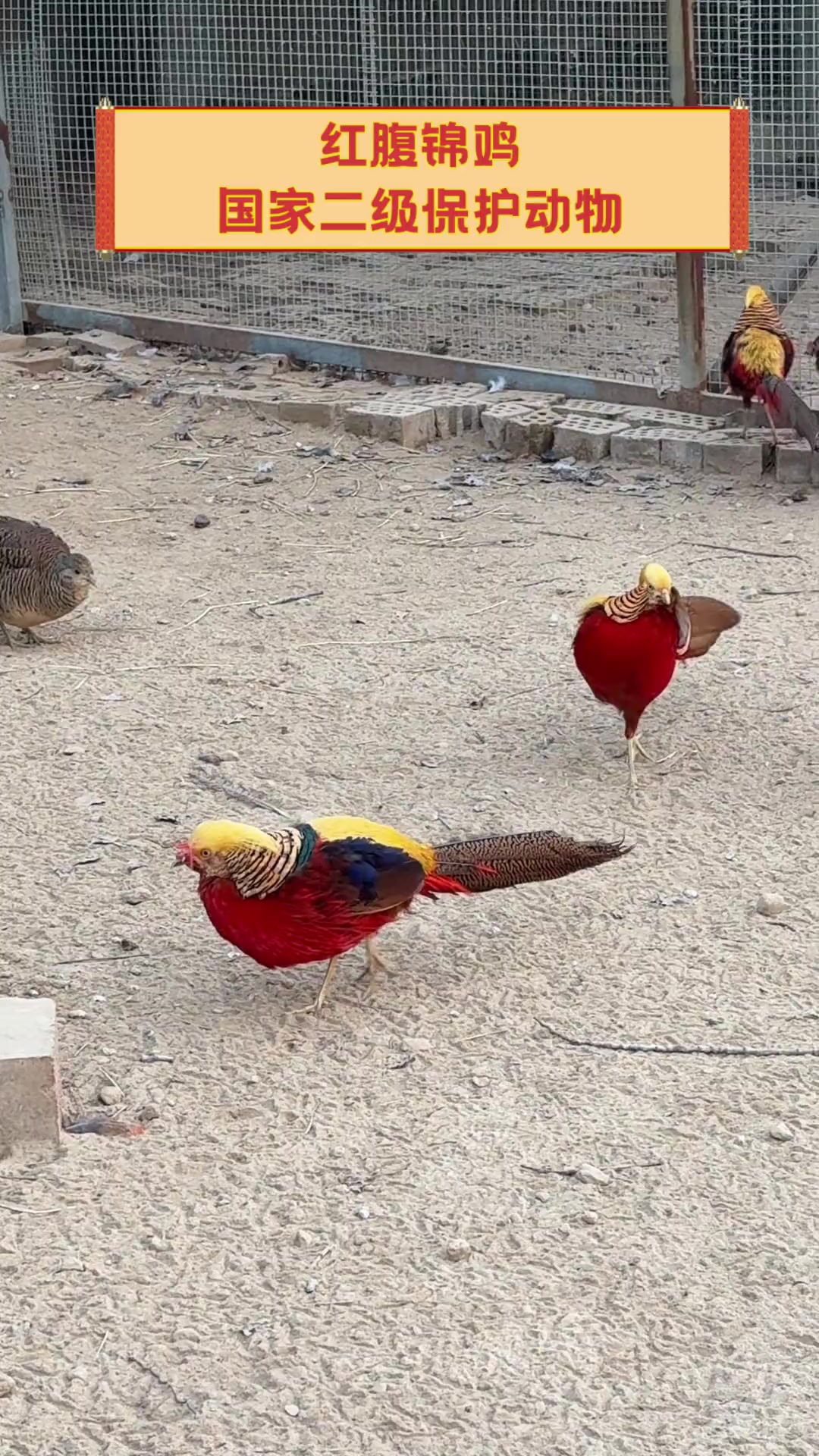 红腹锦鸡国家二级保护动物