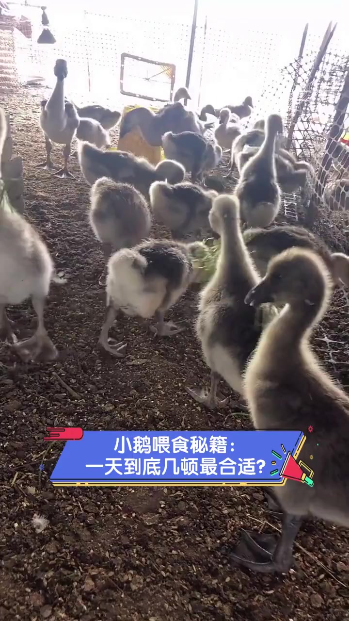 小鹅喂食秘籍:一天到底几顿最合适?