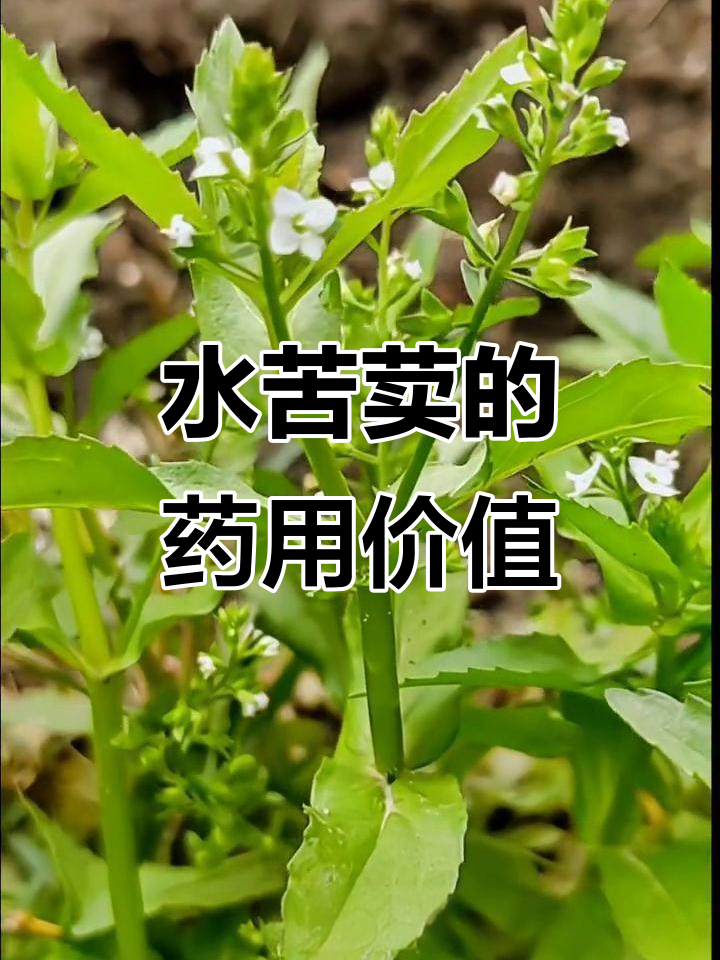 水苦荬:常见却强大的中草药,生命力旺盛