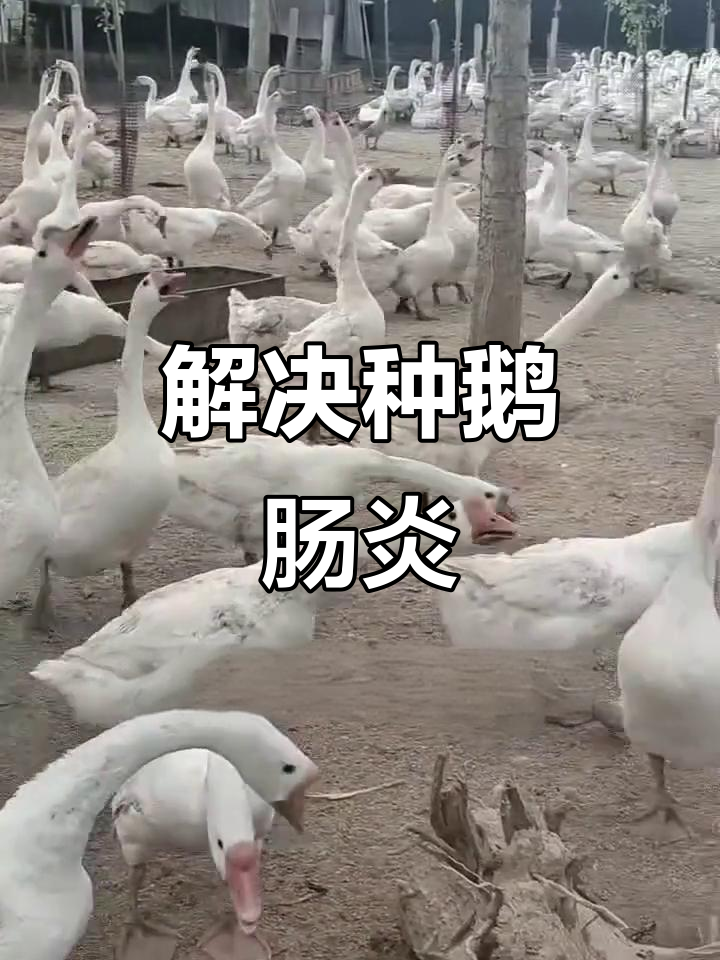 母鹅肠炎症状与应对方法,轻松解决拉稀问题