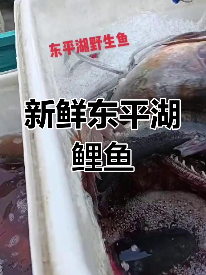 东平湖野生鱼大丰收,价格实惠