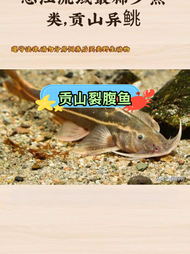 怒江贡山异鮡:珍稀濒危鱼类