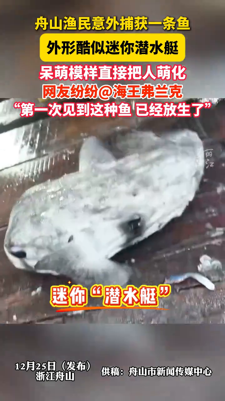 舟山渔民捕获一条罕见小鱼,外形酷似迷你潜水艇
