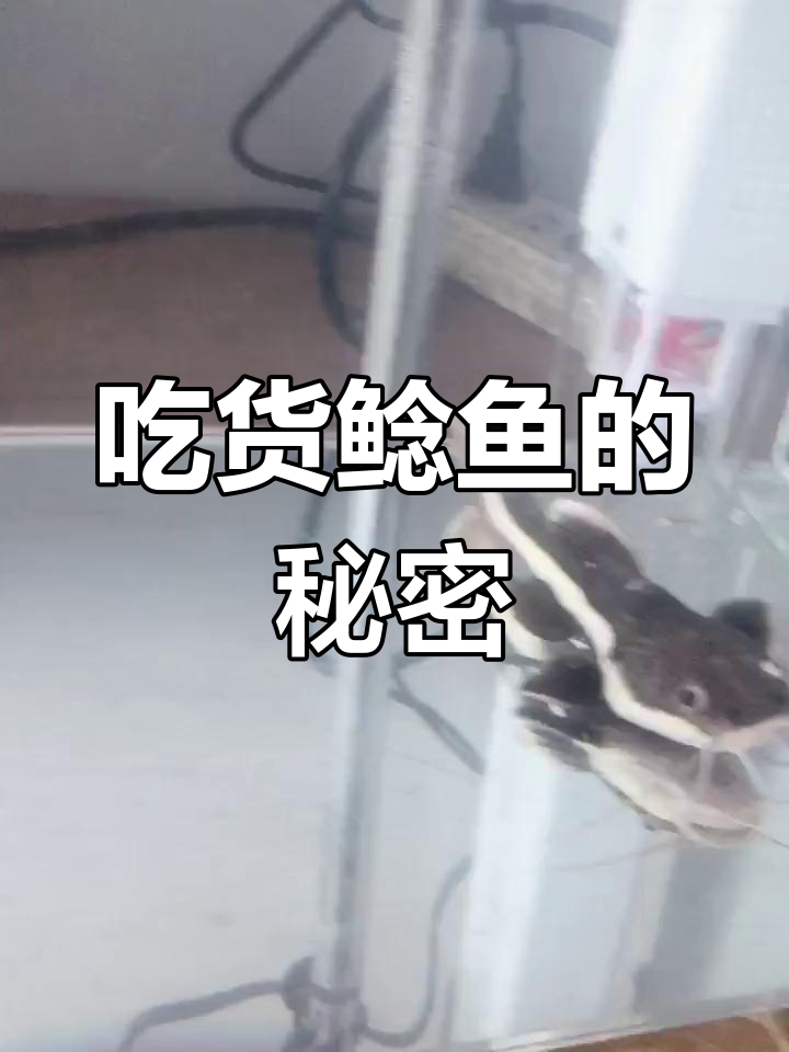 鲶鱼为何被称为招财猫