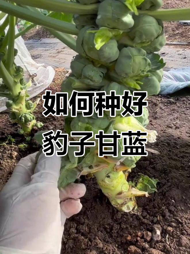 豹子甘蓝种植技巧与美味做法,轻松打造自家菜园