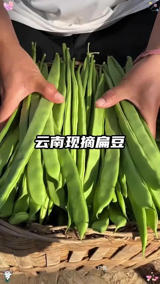 超好吃的蔬菜,高原上露天扁芸豆,又脆又嫩,一炒就烂乎,真好吃!