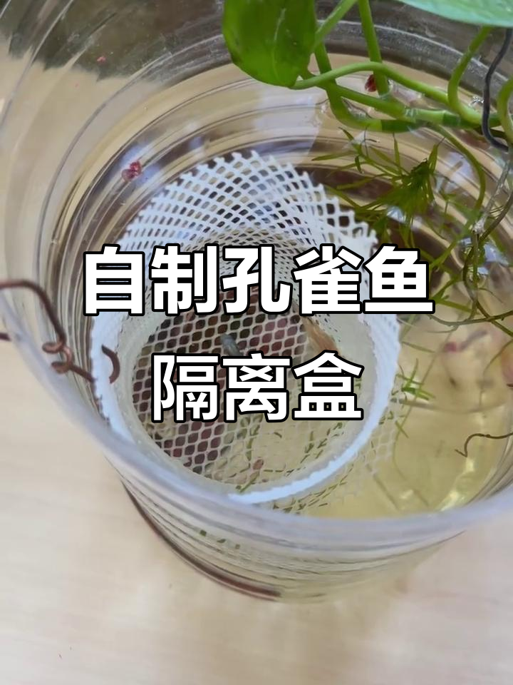 一元成本打造孔雀鱼隔离盒,简单又实用