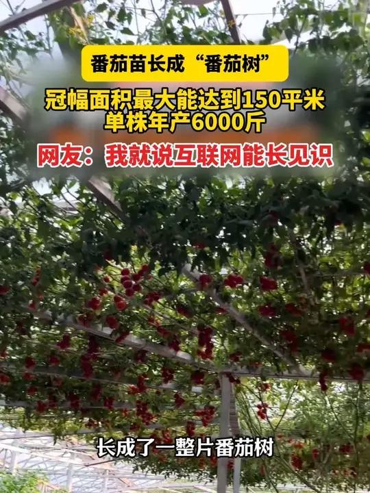 4月21日(发布)山东寿光,番茄苗长成“番茄树”,冠幅面积最大能达到150平米,单株年产6