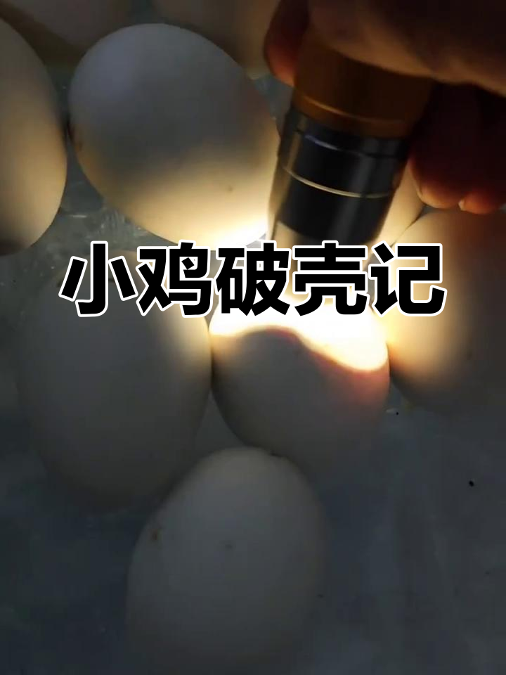 鸡蛋孵化19天后破壳,耐心等待24小时即可见小生命