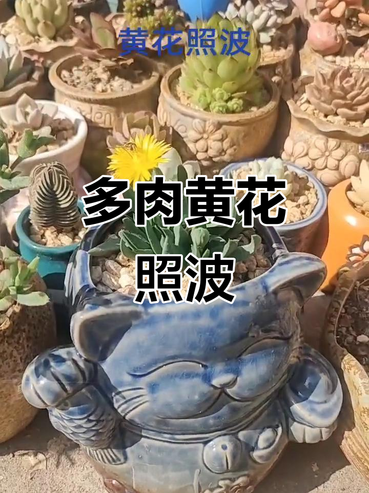 黄花照波多肉开花,美丽又惊艳!