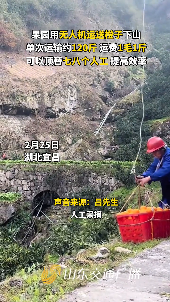 果园用无人机运送橙子下山,单次运输约120斤运费1毛1斤