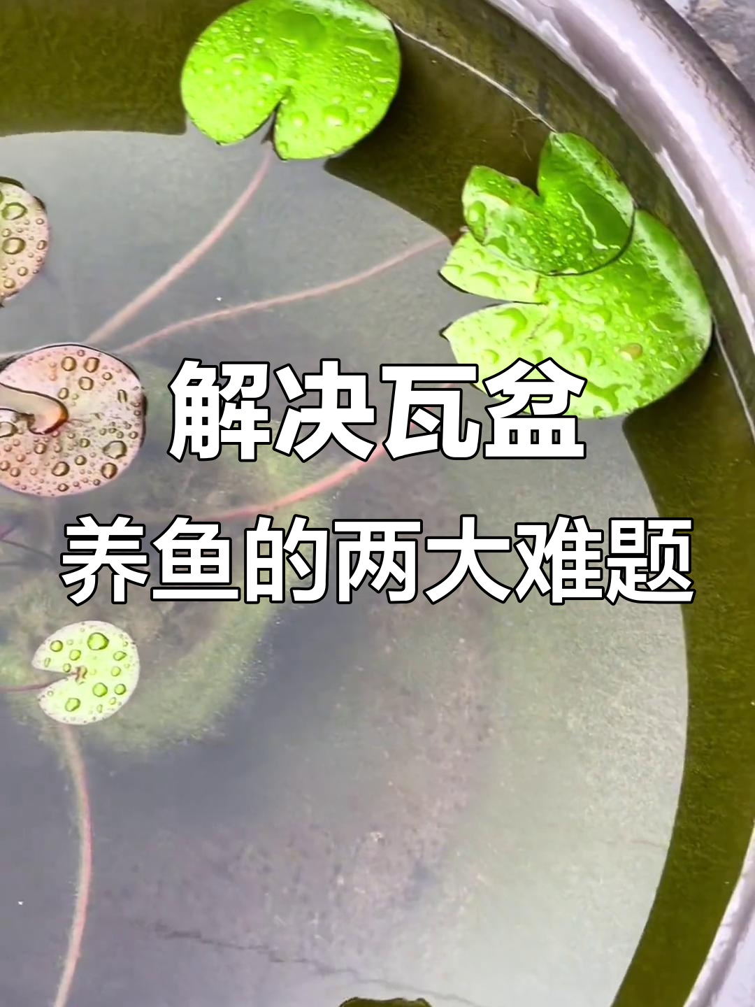 瓦盆养鱼常见问题及解决方法:如何防止渗水和增氧