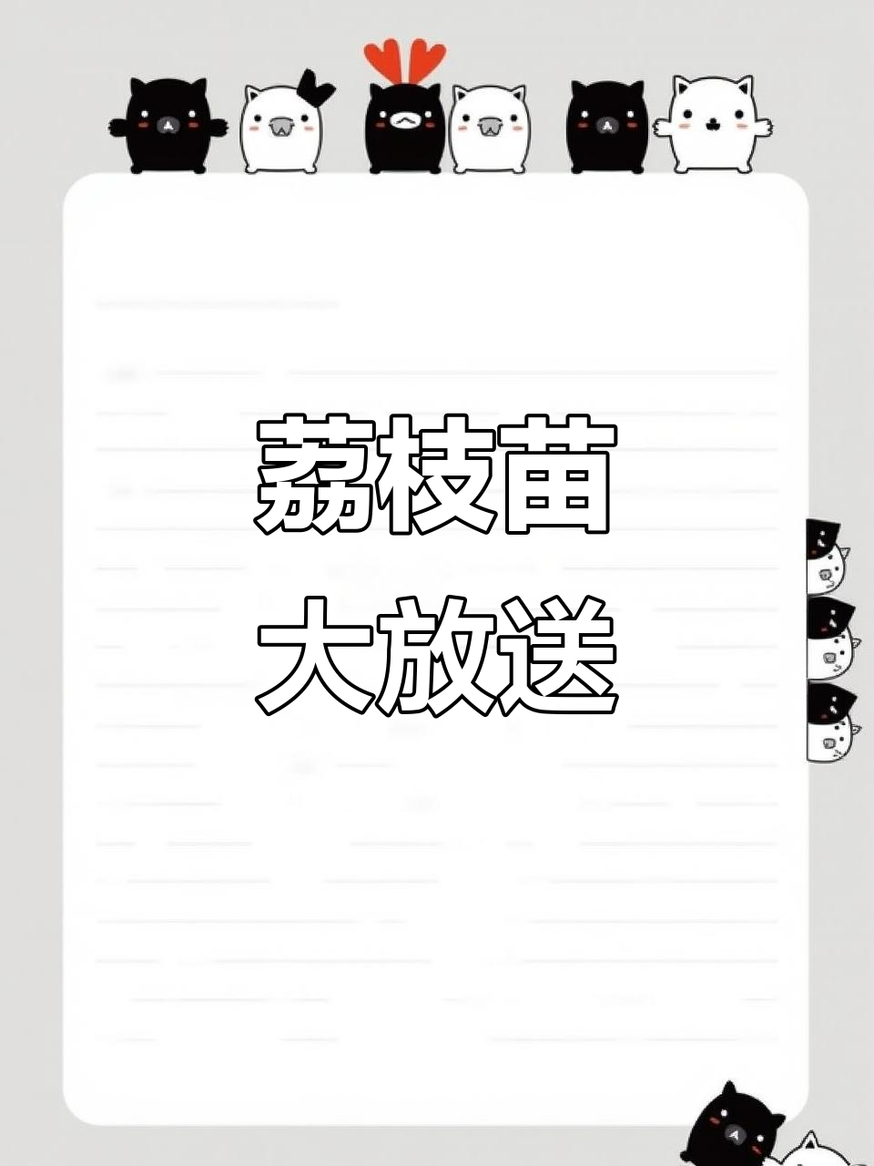 多种荔枝苗供应,无核、糯米糍等应有尽有