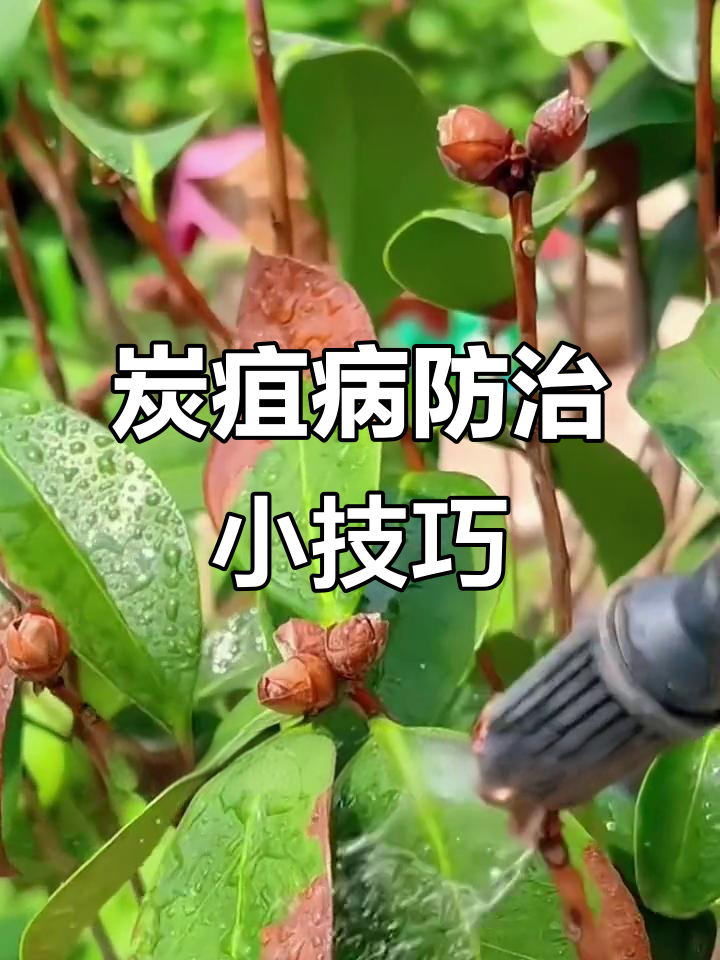 多肉叶片黑斑病?试试这个真菌感染专用药