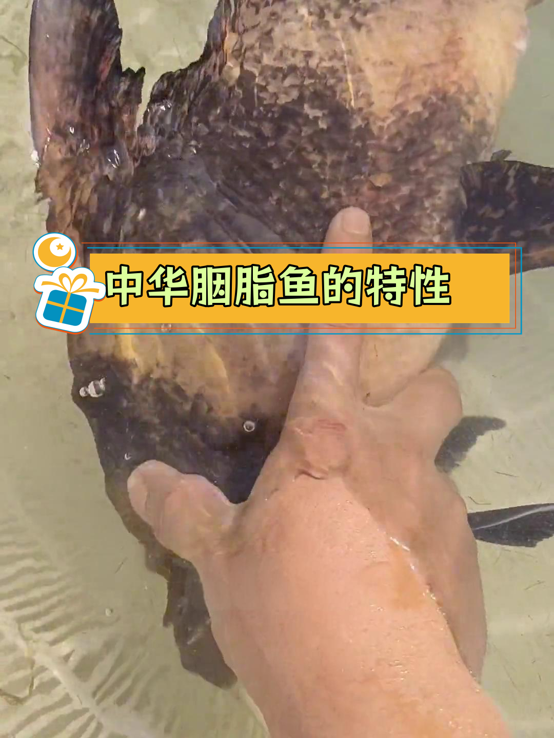 野生胭脂鱼保护与养殖