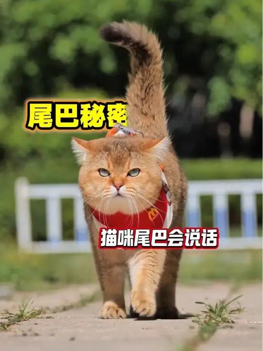 猫咪尾巴喵语解读,秒懂它的小心思