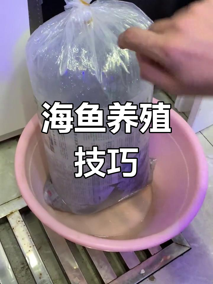 如何提高海鱼观赏鱼的存活率,从选对食物开始