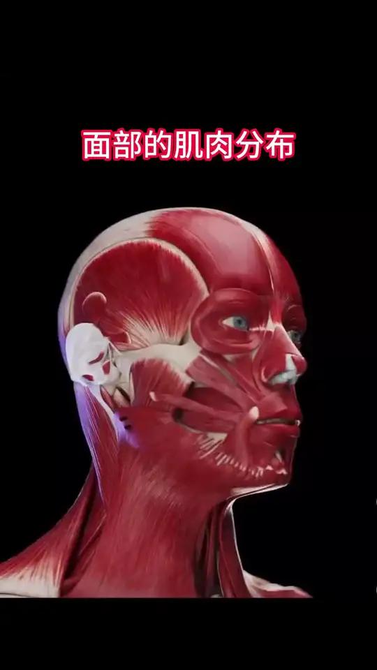 面部丰富的表情来自于纵横交错的肌肉的拉动,看看分解后的面部肌肉分布