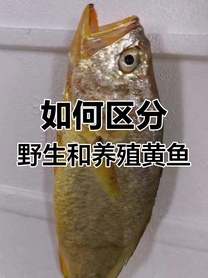 野生与养殖黄鱼如何辨别?嘴巴颜色是关键