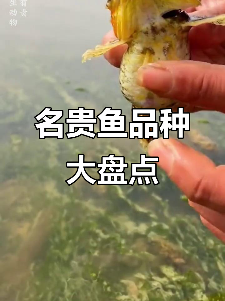 10种名贵鱼类大揭秘,看看你认识几种?