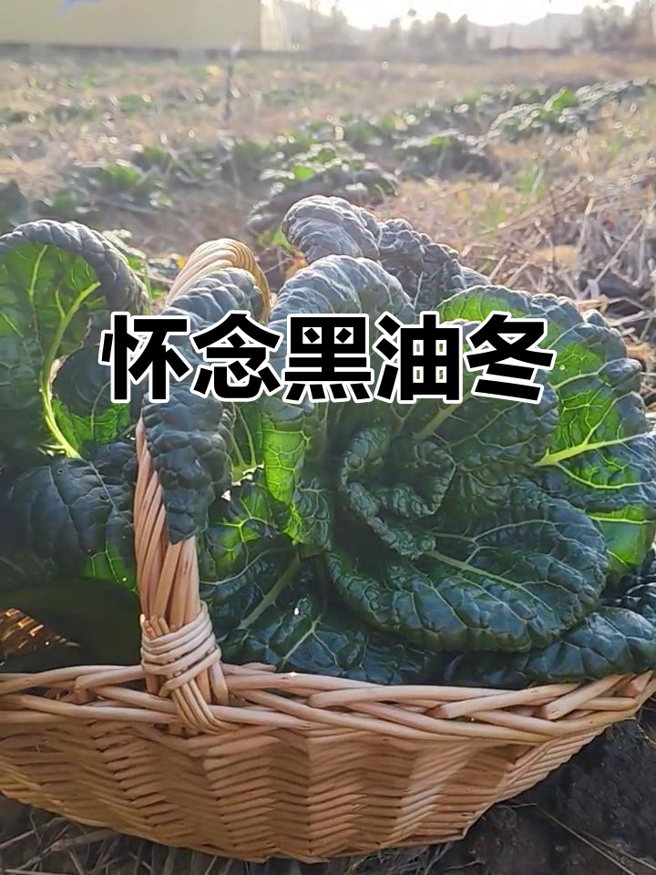 1600年传承至今，黑油冬菜承载童年味道