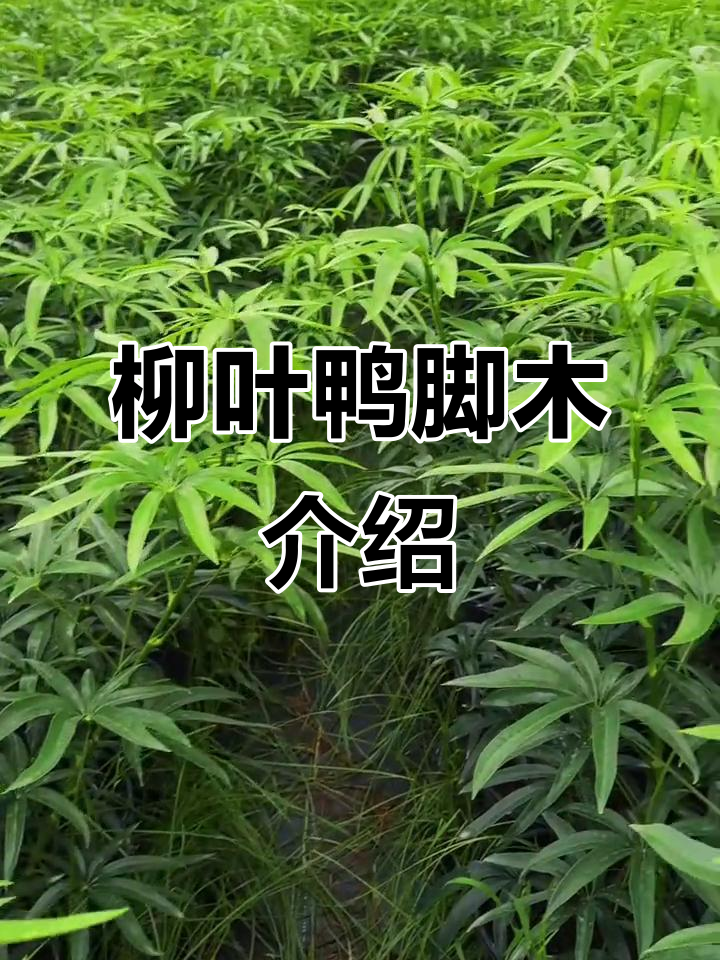柳叶鸭脚木与夏威夷鹅掌柴:两种独特植物的特点
