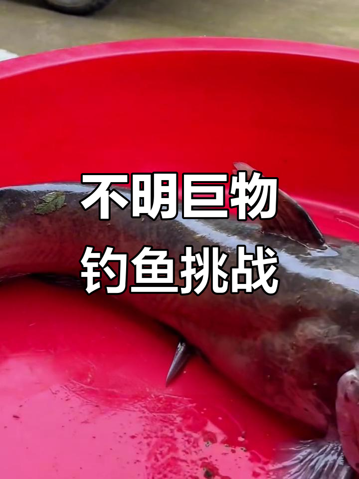 钓到不明巨物,硬拽上钩!鲶草鱼都像它?