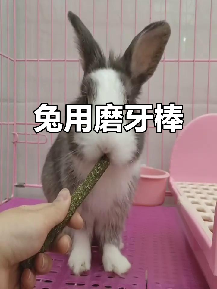 兔子磨牙棒,苜蓿草、提摩西草混合配方,25根一罐