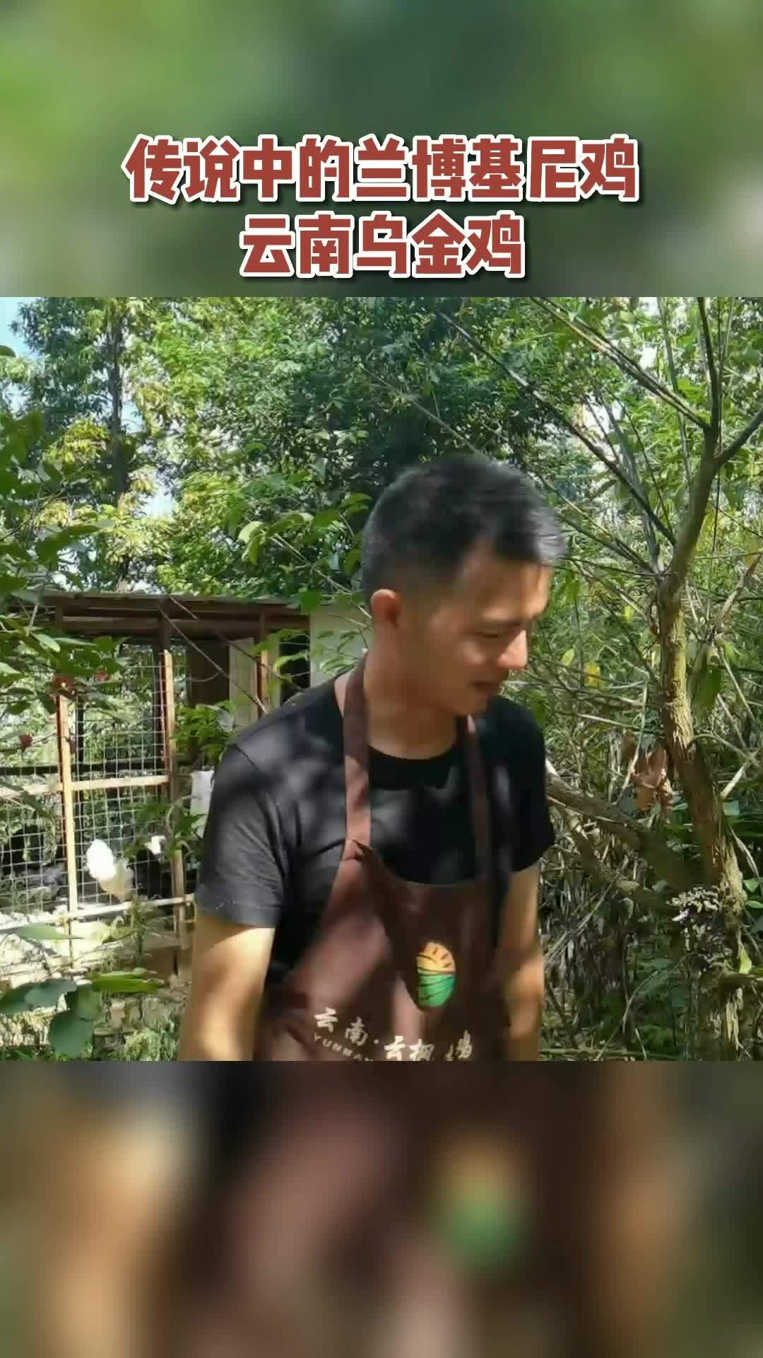 养殖 养鸡 乌金鸡 乌骨鸡 土鸡 传说中的兰博基尼鸡～云南乌金鸡