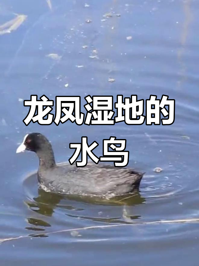 大庆龙凤湿地中的白骨顶水鸡