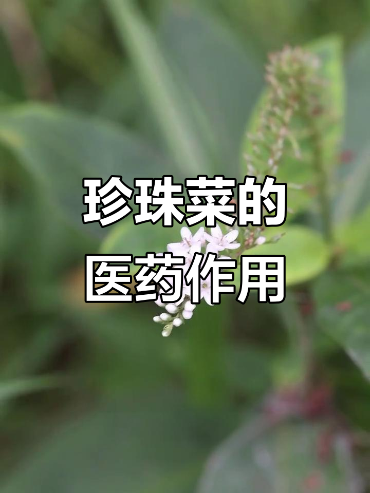 珍珠菜：矮桃的药用与食用价值