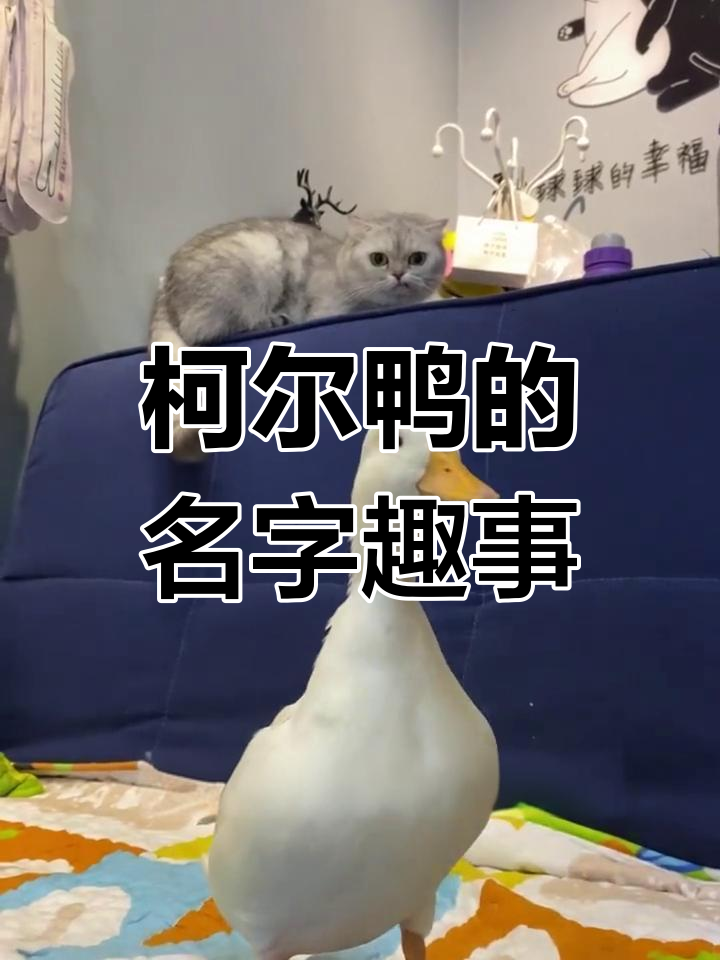 柯基鸭名字大改造,公母命名太有趣了!