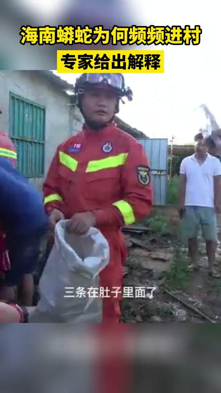 海南蟒蛇为何频频进村,专家给出解释