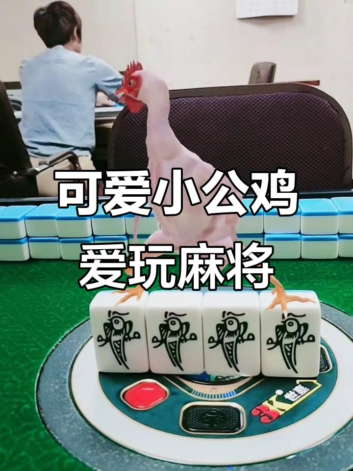 小公鸡打麻将,天气炎热注意防暑