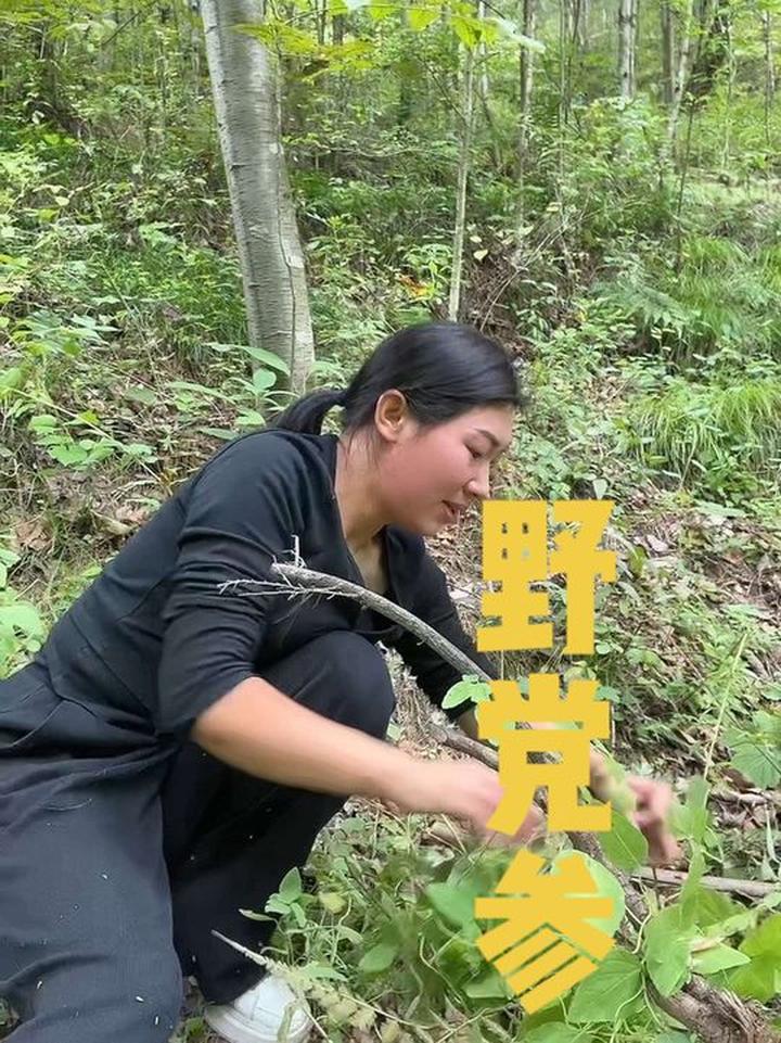 在小树林寻山货遇到野党参，农村人常用来炖排骨汤鸡汤