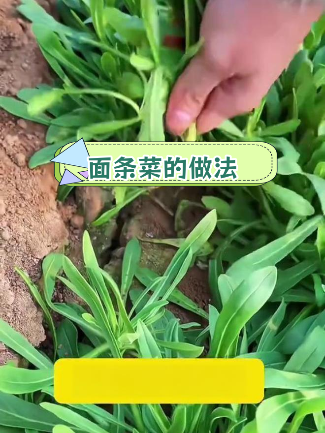 春天第一道野菜,面条菜的种植与美味做法