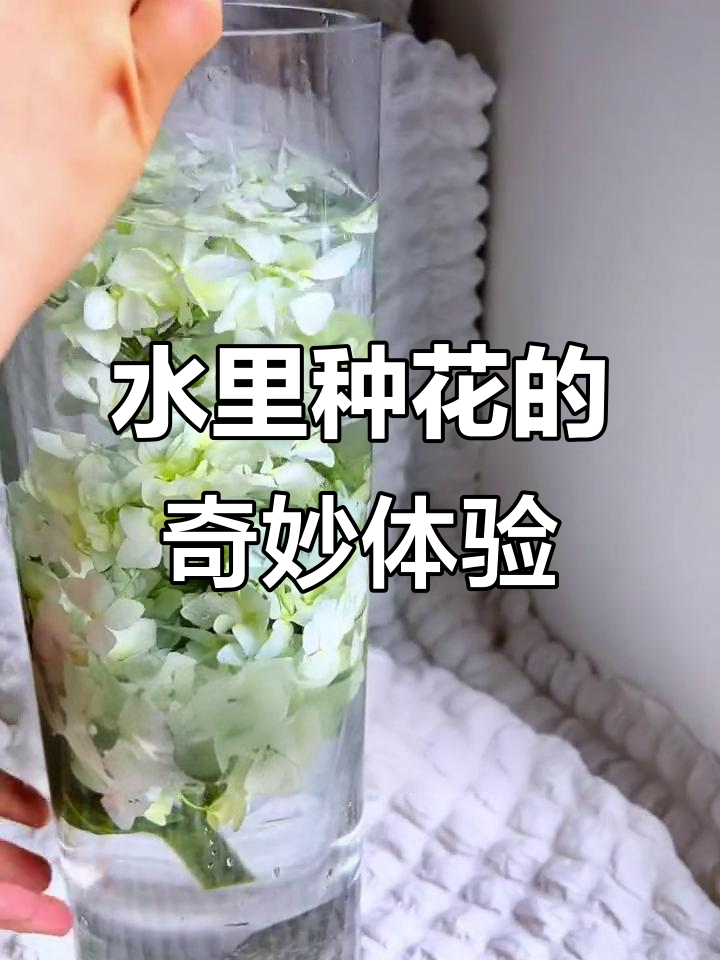 鱼缸养花新玩法,绣球悬浮水中更美
