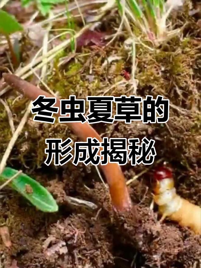 冬虫夏草的奇特诞生过程:从毛虫到真菌,大自然的奇妙转变