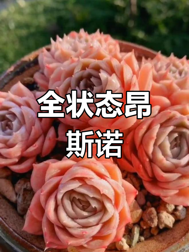 昂斯诺多肉全状态展示,美丽惊艳