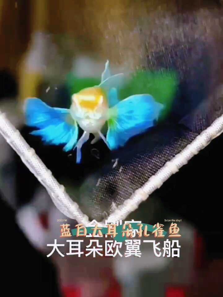 蓝白欧翼大耳孔雀鱼 从大到小视频解析