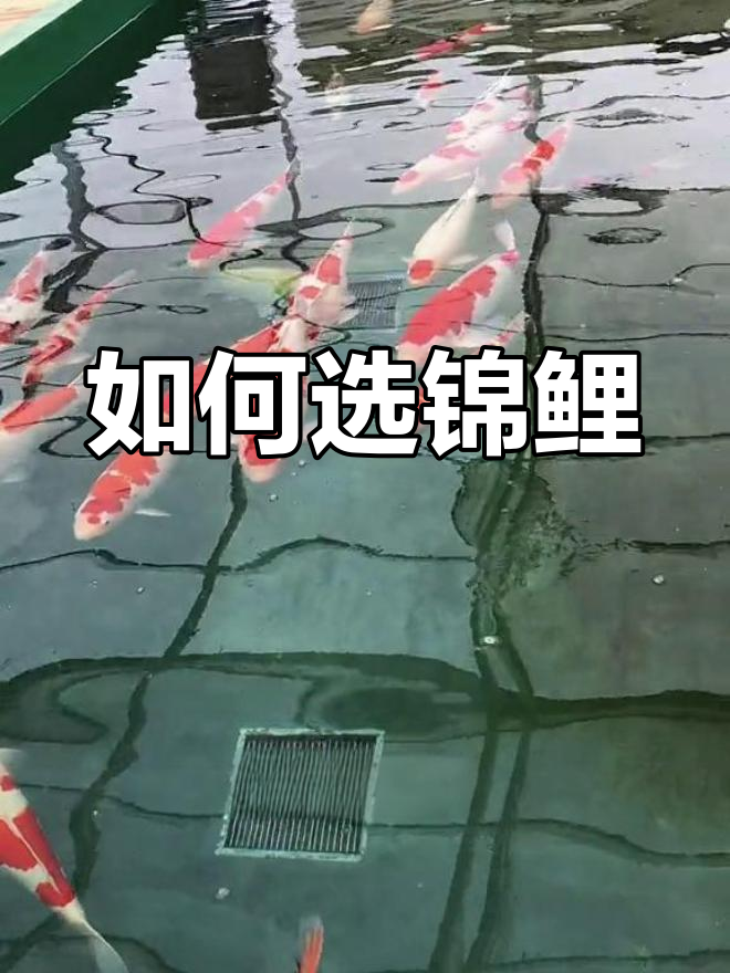 锦鲤鱼选购指南:如何挑选优质品种与价格