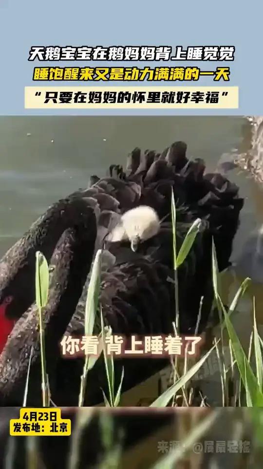 天鹅宝宝在鹅妈妈背上睡觉觉 睡饱醒来又是动力满满的一天“只要在妈妈的怀里就好幸福”