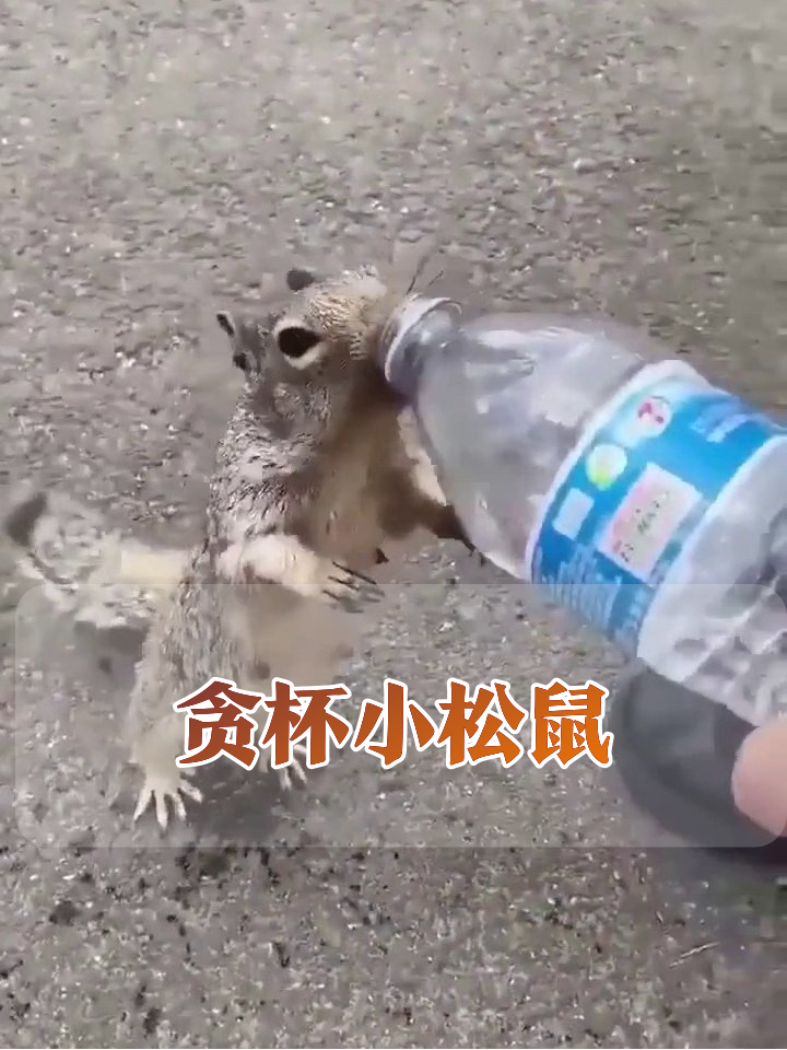 松鼠成精讨水喝，站立吨吨吨萌翻全场