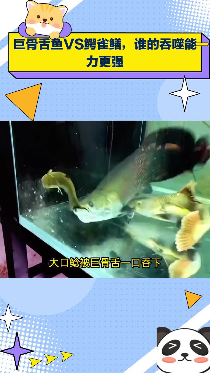 巨骨舌鱼VS鳄雀鳝,谁的吞噬能力更强
